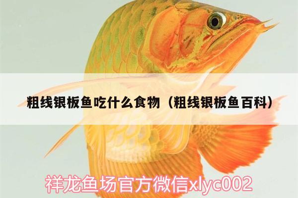 粗線銀板魚吃什么食物（粗線銀板魚百科）