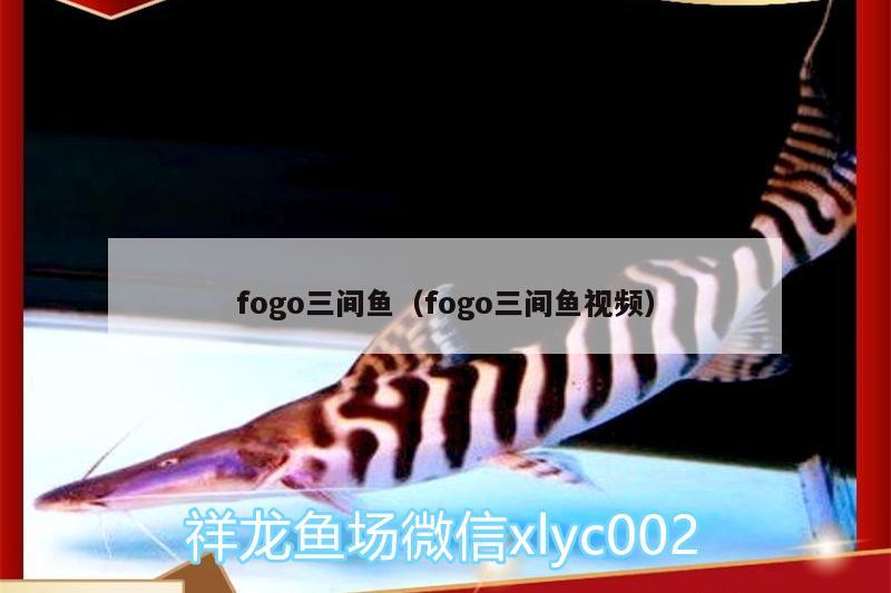 fogo三間魚（fogo三間魚視頻）