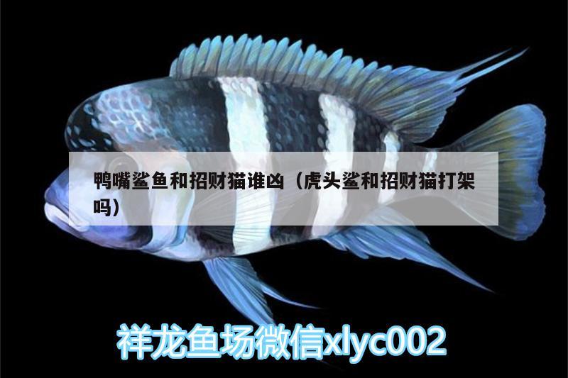 鴨嘴鯊魚(yú)和招財(cái)貓誰(shuí)兇（虎頭鯊和招財(cái)貓打架嗎） 鴨嘴鯊魚(yú)