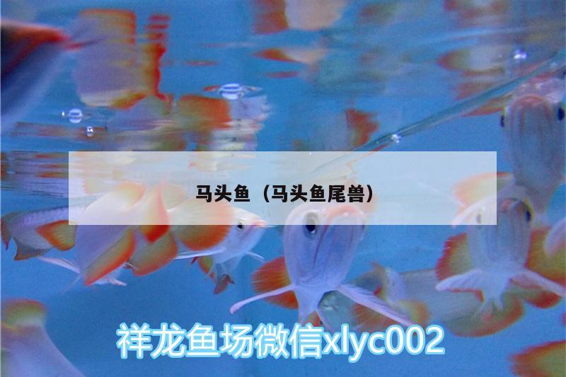 馬頭魚（馬頭魚尾獸）