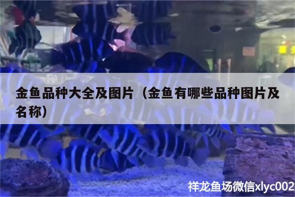 金魚(yú)品種大全及圖片（金魚(yú)有哪些品種圖片及名稱） 斑馬鴨嘴魚(yú)