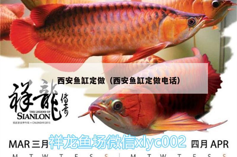 西安魚缸定做（西安魚缸定做電話） 綠皮皇冠豹魚