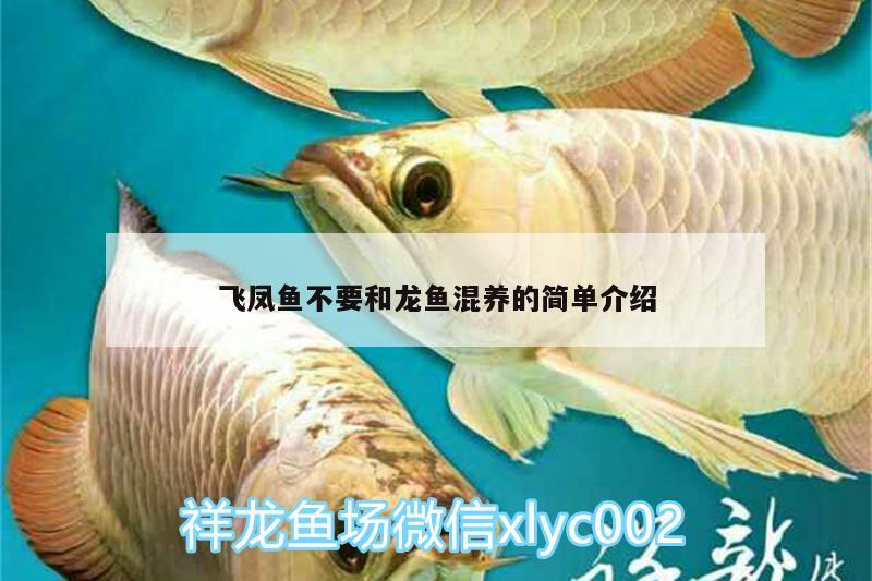 飛鳳魚不要和龍魚混養(yǎng)的簡單介紹 飛鳳魚