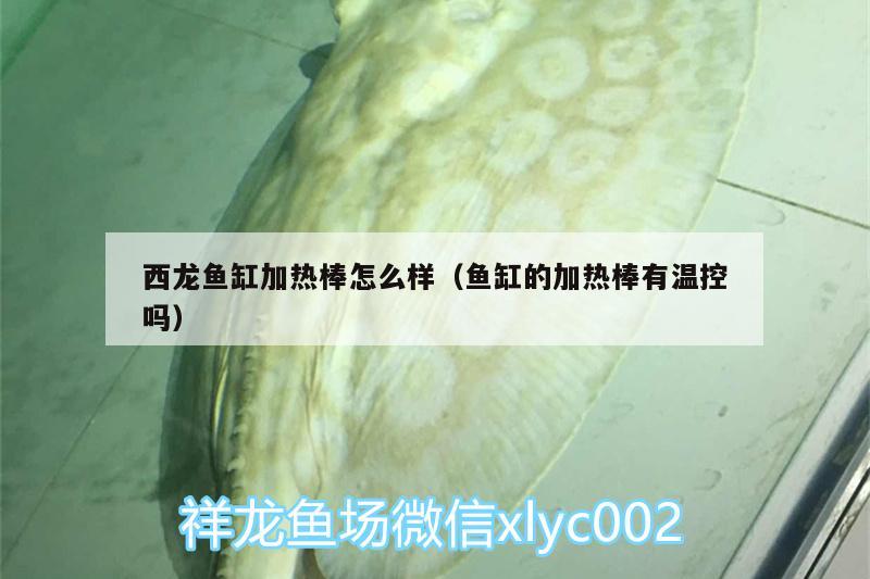 西龍魚(yú)缸加熱棒怎么樣（魚(yú)缸的加熱棒有溫控嗎）