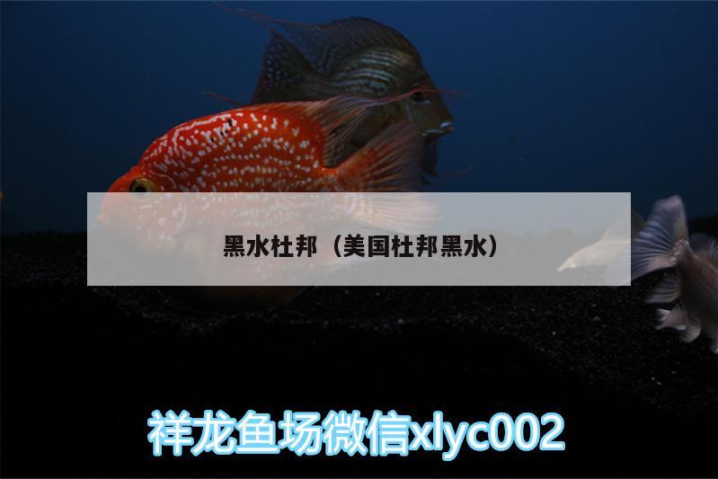 黑水杜邦（美國杜邦黑水） 麥肯斯銀版魚