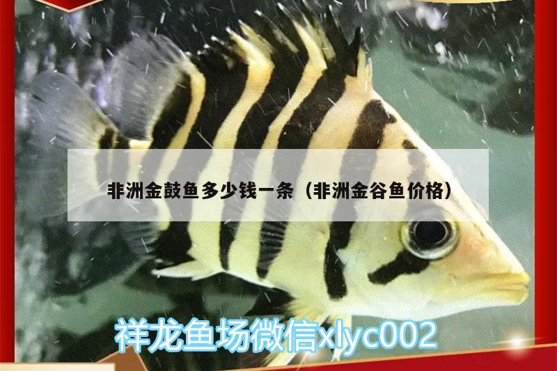 非洲金鼓魚多少錢一條（非洲金谷魚價(jià)格）