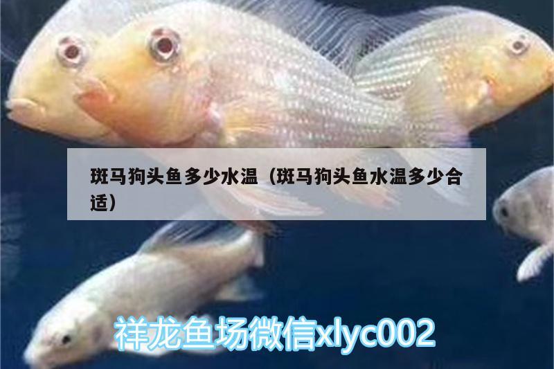 斑馬狗頭魚多少水溫（斑馬狗頭魚水溫多少合適）