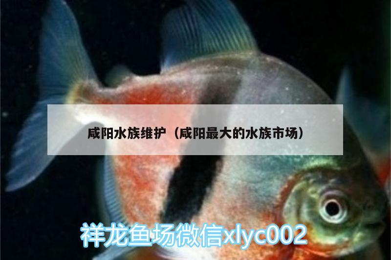 咸陽水族維護（咸陽最大的水族市場）