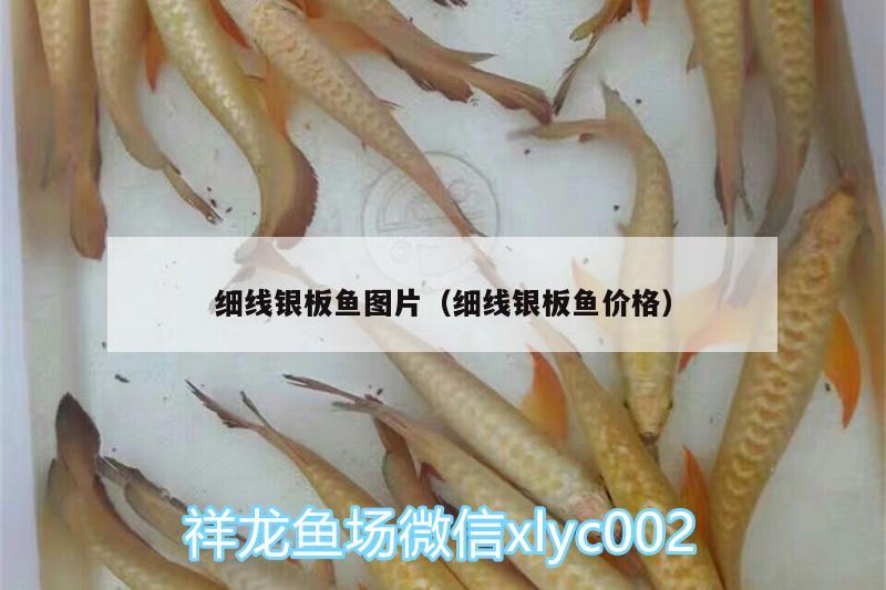 細線銀板魚圖片（細線銀板魚價格） 非洲象鼻魚