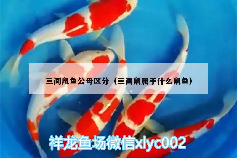 三間鼠魚公母區(qū)分（三間鼠屬于什么鼠魚）