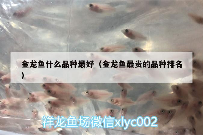 金龍魚什么品種最好（金龍魚最貴的品種排名） 白子銀龍魚苗