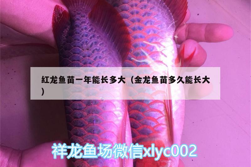 紅龍魚苗一年能長多大（金龍魚苗多久能長大） 帝王三間魚