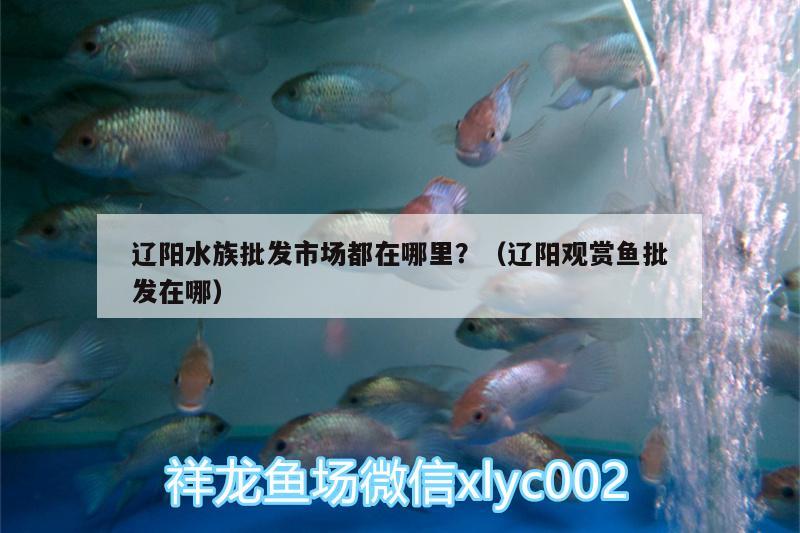 遼陽水族批發(fā)市場都在哪里？（遼陽觀賞魚批發(fā)在哪） 觀賞魚批發(fā)