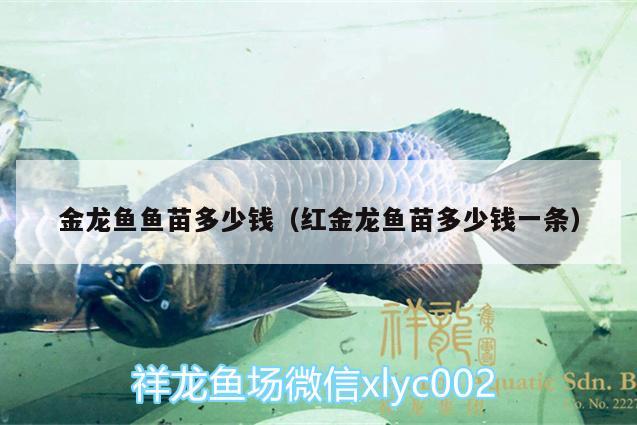 金龍魚(yú)魚(yú)苗多少錢(qián)（紅金龍魚(yú)苗多少錢(qián)一條）