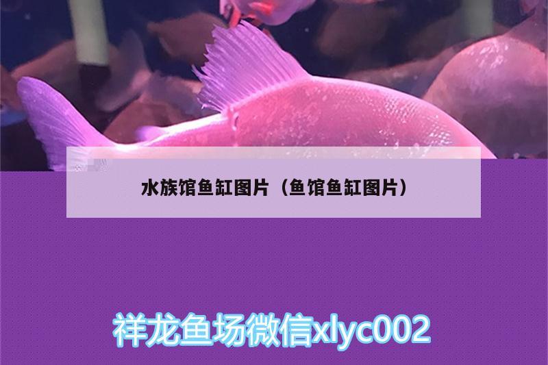 水族館魚缸圖片（魚館魚缸圖片） 金龍福龍魚