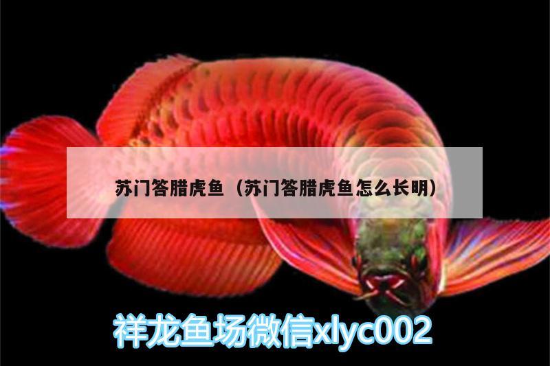 蘇門答臘虎魚(yú)（蘇門答臘虎魚(yú)怎么長(zhǎng)明）