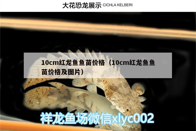 10cm紅龍魚魚苗價格（10cm紅龍魚魚苗價格及圖片） 眼斑魚