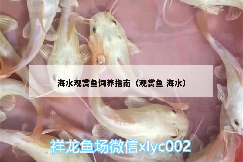 海水觀賞魚(yú)飼養(yǎng)指南（觀賞魚(yú)海水） 白寫(xiě)錦鯉魚(yú)