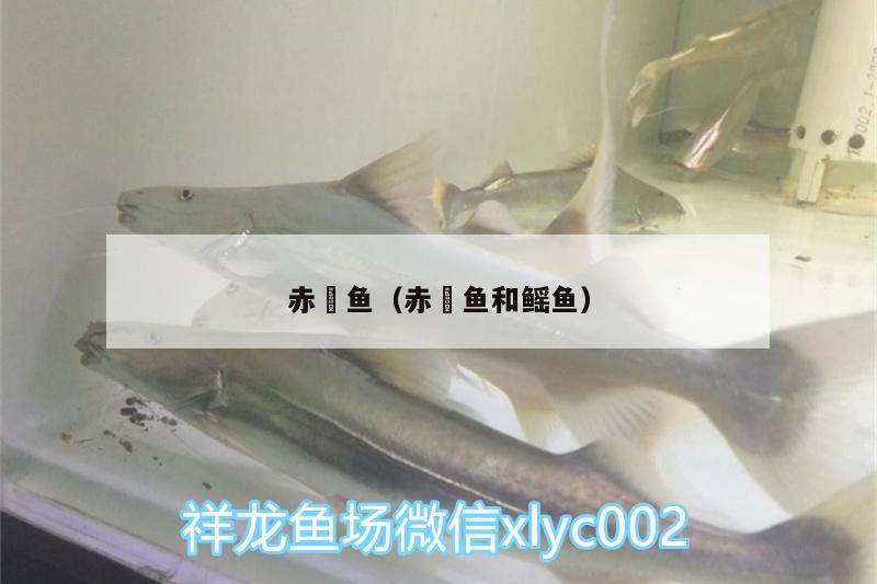 赤魟魚（赤魟魚和鰩魚） 薩伊藍魚