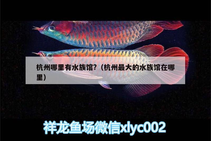 杭州哪里有水族館?（杭州最大的水族館在哪里）