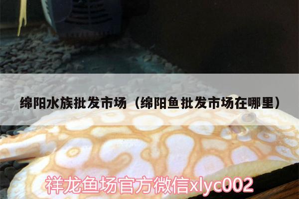 綿陽水族批發(fā)市場（綿陽魚批發(fā)市場在哪里） 觀賞魚水族批發(fā)市場