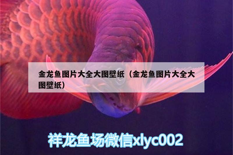 金龍魚圖片大全大圖壁紙（金龍魚圖片大全大圖壁紙） 斑馬鴨嘴魚