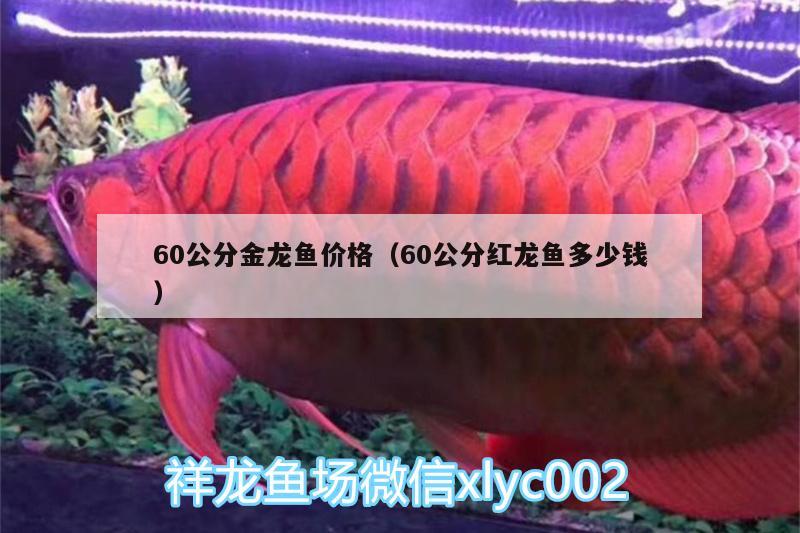 60公分金龍魚價格（60公分紅龍魚多少錢） 斯維尼關(guān)刀魚