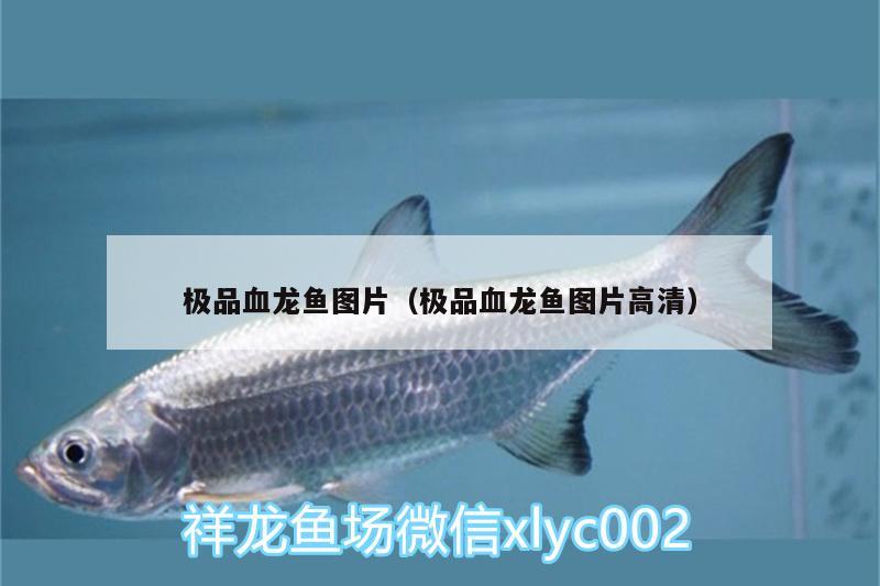 極品血龍魚圖片（極品血龍魚圖片高清） 奈及利亞紅圓點(diǎn)狗頭