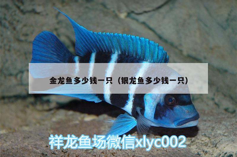 金龍魚多少錢一只（銀龍魚多少錢一只） 銀龍魚百科