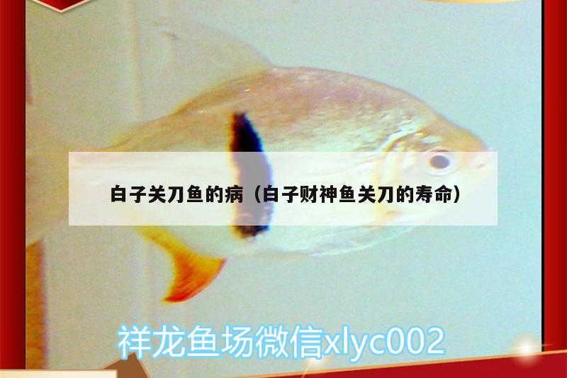 白子關(guān)刀魚的病（白子財神魚關(guān)刀的壽命） 白子關(guān)刀魚