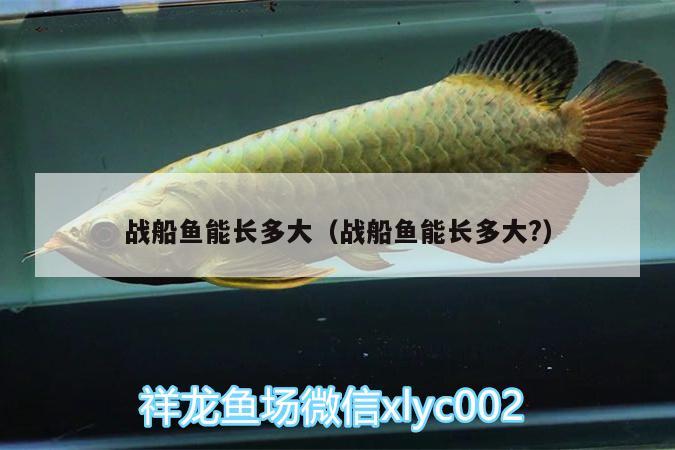 戰(zhàn)船魚能長多大（戰(zhàn)船魚能長多大?） 水族世界