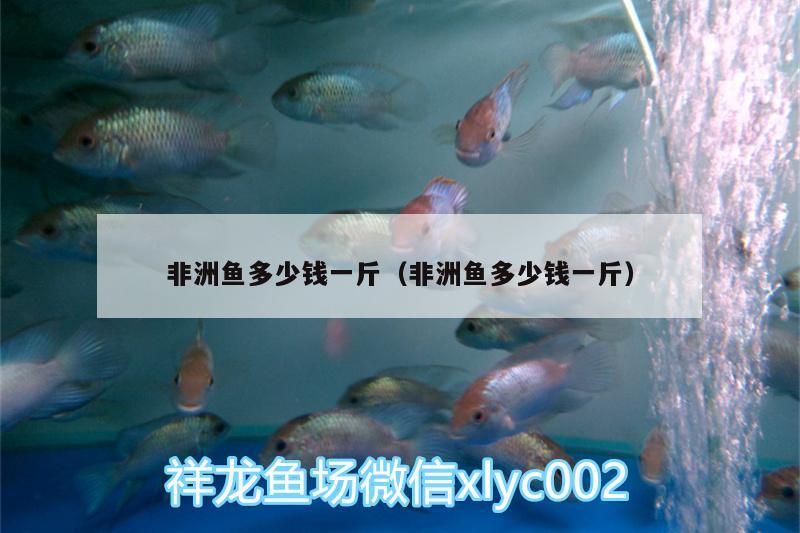 非洲魚多少錢一斤（非洲魚多少錢一斤）