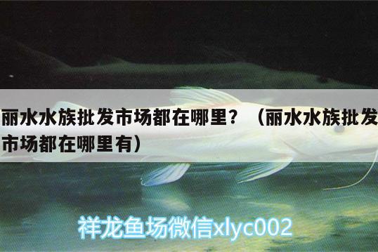 麗水水族批發(fā)市場(chǎng)都在哪里？（麗水水族批發(fā)市場(chǎng)都在哪里有）