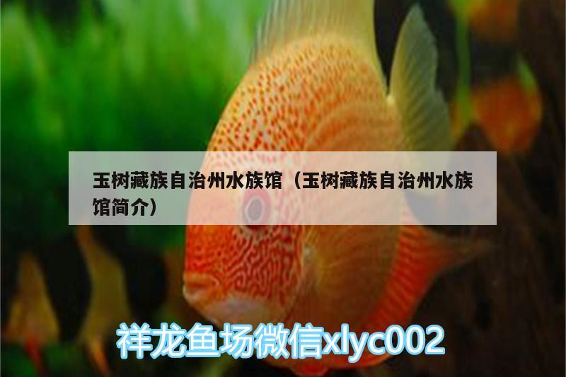 玉樹藏族自治州水族館（玉樹藏族自治州水族館簡(jiǎn)介） 黑桃A魚苗