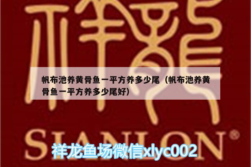 帆布池養(yǎng)黃骨魚一平方養(yǎng)多少尾（帆布池養(yǎng)黃骨魚一平方養(yǎng)多少尾好） 七彩神仙魚 第2張