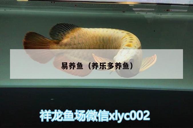 易養(yǎng)魚（養(yǎng)樂多養(yǎng)魚） 金頭過背金龍魚