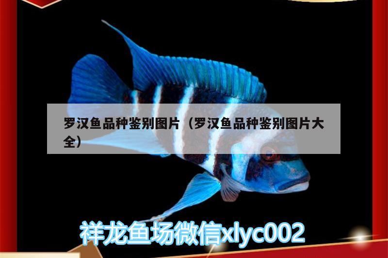 羅漢魚品種鑒別圖片（羅漢魚品種鑒別圖片大全）