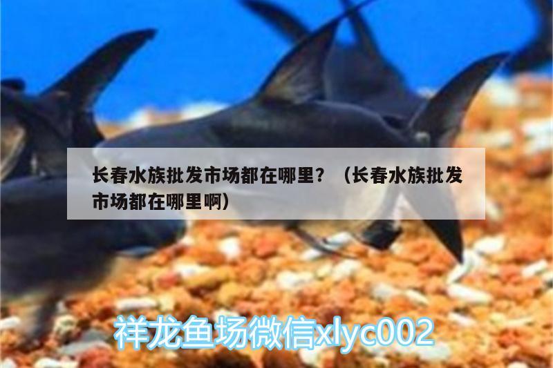 長春水族批發(fā)市場都在哪里？（長春水族批發(fā)市場都在哪里?。? title=