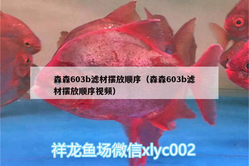 森森603b濾材擺放順序（森森603b濾材擺放順序視頻）