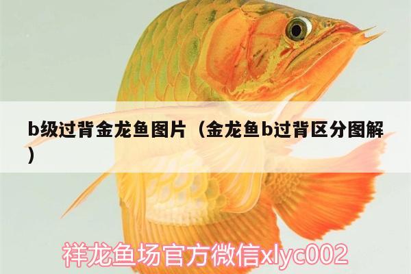 b級過背金龍魚圖片（金龍魚b過背區(qū)分圖解）