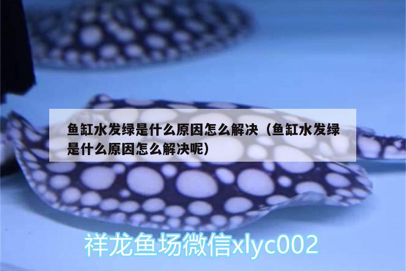 魚缸水發(fā)綠是什么原因怎么解決（魚缸水發(fā)綠是什么原因怎么解決呢） 鸚鵡魚