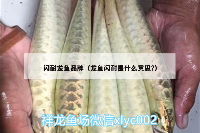 閃耐龍魚品牌（龍魚閃耐是什么意思?）