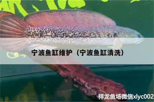 寧波魚缸維護(hù)（寧波魚缸清洗）