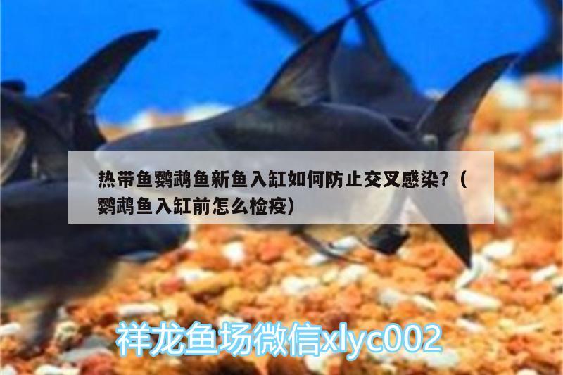 熱帶魚鸚鵡魚新魚入缸如何防止交叉感染?（鸚鵡魚入缸前怎么檢疫）