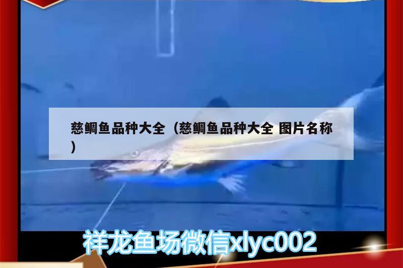 慈鯛魚品種大全（慈鯛魚品種大全圖片名稱） 泰龐海蓮魚 第2張