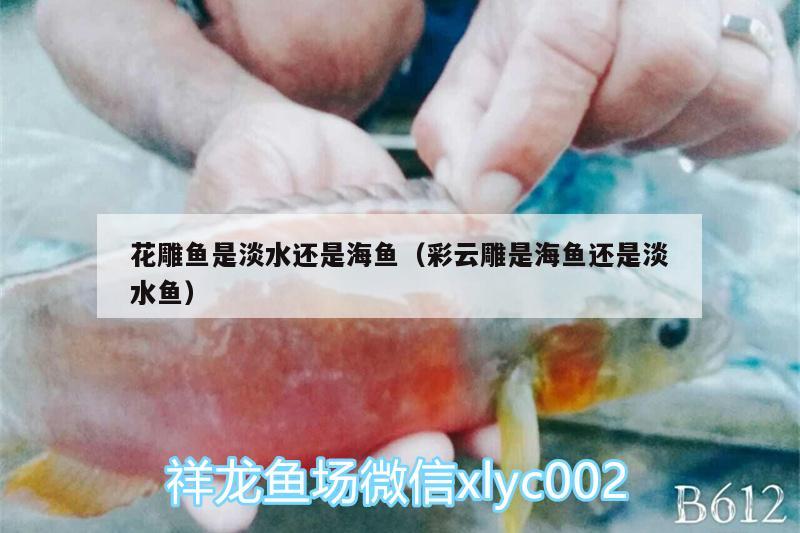 花雕魚是淡水還是海魚（彩云雕是海魚還是淡水魚） 七彩神仙魚