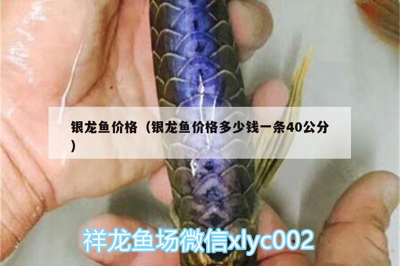 銀龍魚(yú)價(jià)格（銀龍魚(yú)價(jià)格多少錢一條40公分）