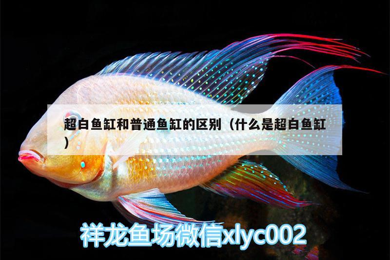 超白魚缸和普通魚缸的區(qū)別（什么是超白魚缸） 魚缸/水族箱