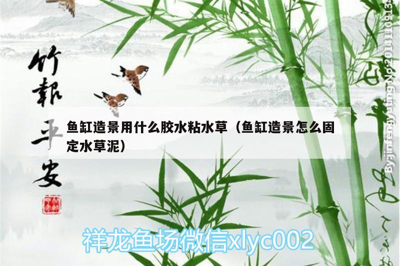 魚缸造景用什么膠水粘水草（魚缸造景怎么固定水草泥） 水草