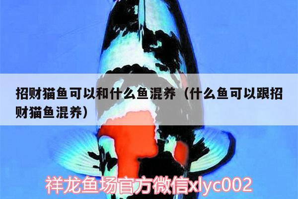 招財(cái)貓魚(yú)可以和什么魚(yú)混養(yǎng)（什么魚(yú)可以跟招財(cái)貓魚(yú)混養(yǎng)）